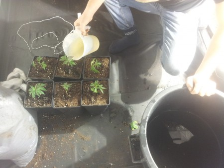 5 liter potjes, water met Rhizotonic